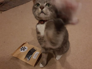 Featured Fluffs and their Faves - Kitty Cat Charlotte