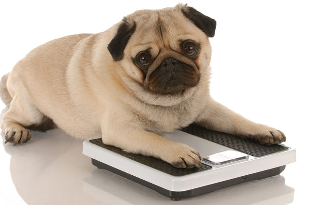Parts 2 and 3 - Risk factors of canine arthritis AND Obesity as a risk factor in detail