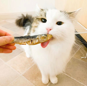 Feline friends can feast on our treats too!