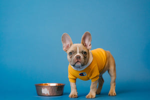 5 Common Dog Food Ingredients To Avoid